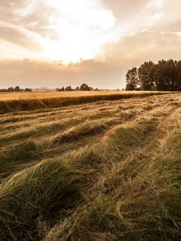 REPLACE for sale in Avilla, IN